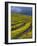 Springtime Mustard Blooms, Carneros Ava., Napa Valley, California-Karen Muschenetz-Framed Photographic Print