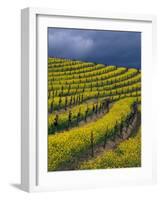 Springtime Mustard Blooms, Carneros Ava., Napa Valley, California-Karen Muschenetz-Framed Photographic Print