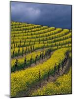 Springtime Mustard Blooms, Carneros Ava., Napa Valley, California-Karen Muschenetz-Mounted Photographic Print