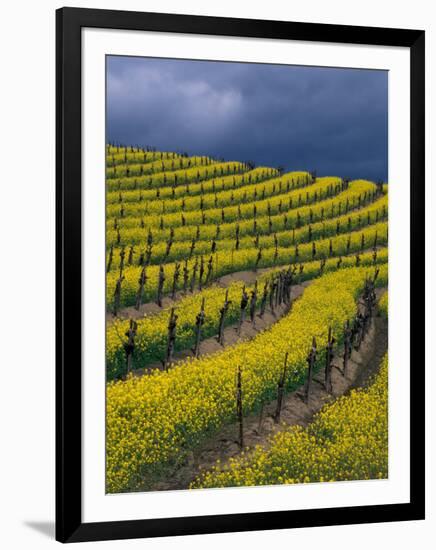 Springtime Mustard Blooms, Carneros Ava., Napa Valley, California-Karen Muschenetz-Framed Photographic Print