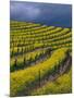 Springtime Mustard Blooms, Carneros Ava., Napa Valley, California-Karen Muschenetz-Mounted Photographic Print