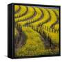 Springtime Mustard Blooms, Carneros Ava., Napa Valley, California-Karen Muschenetz-Framed Stretched Canvas