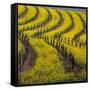 Springtime Mustard Blooms, Carneros Ava., Napa Valley, California-Karen Muschenetz-Framed Stretched Canvas