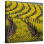 Springtime Mustard Blooms, Carneros Ava., Napa Valley, California-Karen Muschenetz-Stretched Canvas