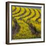 Springtime Mustard Blooms, Carneros Ava., Napa Valley, California-Karen Muschenetz-Framed Photographic Print