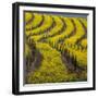 Springtime Mustard Blooms, Carneros Ava., Napa Valley, California-Karen Muschenetz-Framed Photographic Print