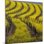 Springtime Mustard Blooms, Carneros Ava., Napa Valley, California-Karen Muschenetz-Mounted Photographic Print