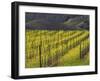 Springtime Mustard Flowers, Napa Valley, Oakville, California-Janis Miglavs-Framed Photographic Print