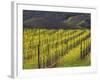 Springtime Mustard Flowers, Napa Valley, Oakville, California-Janis Miglavs-Framed Photographic Print