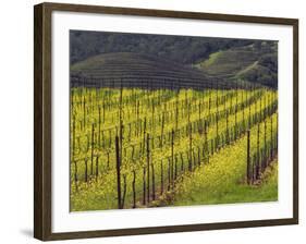 Springtime Mustard Flowers, Napa Valley, Oakville, California-Janis Miglavs-Framed Photographic Print