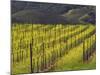 Springtime Mustard Flowers, Napa Valley, Oakville, California-Janis Miglavs-Mounted Photographic Print