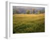 Springtime Oaks, Sacramento County, California, USA-Charles Gurche-Framed Premium Photographic Print