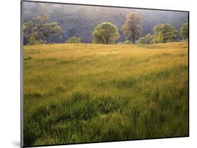 Springtime Oaks, Sacramento County, California, USA-Charles Gurche-Mounted Premium Photographic Print