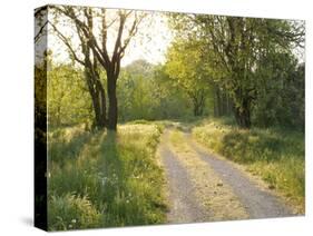 Springtime Path in the Countryside, Mantova/Mantua, Italy-Michele Molinari-Stretched Canvas