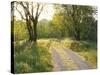 Springtime Path in the Countryside, Mantova/Mantua, Italy-Michele Molinari-Stretched Canvas
