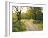 Springtime Path in the Countryside, Mantova/Mantua, Italy-Michele Molinari-Framed Photographic Print