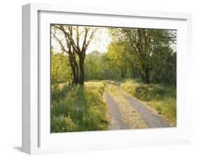 Springtime Path in the Countryside, Mantova/Mantua, Italy-Michele Molinari-Framed Photographic Print