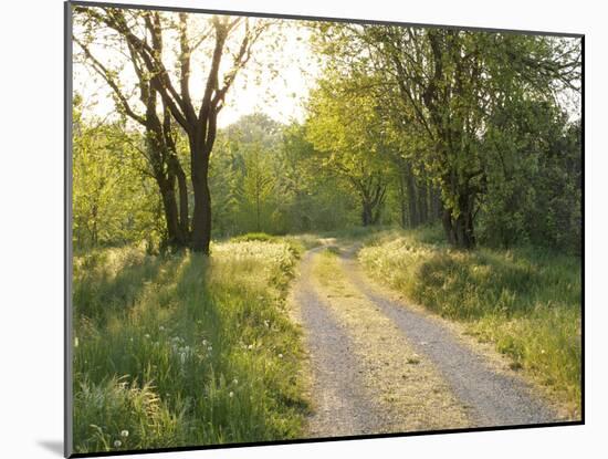 Springtime Path in the Countryside, Mantova/Mantua, Italy-Michele Molinari-Mounted Photographic Print