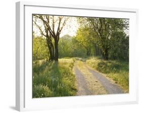 Springtime Path in the Countryside, Mantova/Mantua, Italy-Michele Molinari-Framed Photographic Print