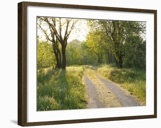 Springtime Path in the Countryside, Mantova/Mantua, Italy-Michele Molinari-Framed Photographic Print