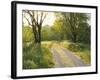 Springtime Path in the Countryside, Mantova/Mantua, Italy-Michele Molinari-Framed Photographic Print