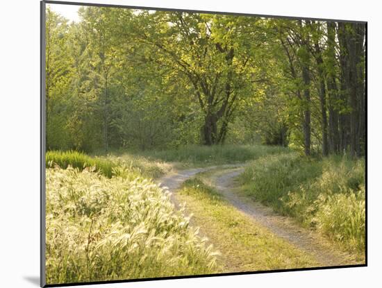 Springtime Path in the Countryside, Mantova/Mantua, Italy-Michele Molinari-Mounted Photographic Print