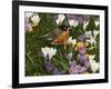 Springtime Robin with Crocus-William Vanderdasson-Framed Giclee Print