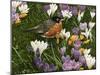 Springtime Robin with Crocus-William Vanderdasson-Mounted Giclee Print
