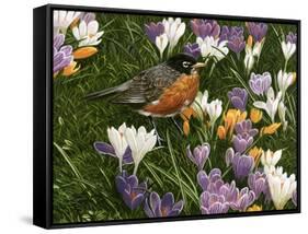 Springtime Robin with Crocus-William Vanderdasson-Framed Stretched Canvas