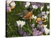 Springtime Robin with Crocus-William Vanderdasson-Stretched Canvas