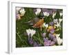 Springtime Robin with Crocus-William Vanderdasson-Framed Giclee Print