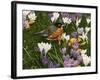 Springtime Robin with Crocus-William Vanderdasson-Framed Giclee Print