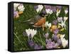 Springtime Robin with Crocus-William Vanderdasson-Framed Stretched Canvas