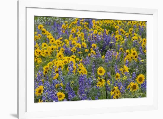 Springtime wildflowers, Dalles Mountain Ranch State Park, Washington State-Darrell Gulin-Framed Premium Photographic Print