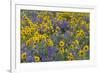 Springtime wildflowers, Dalles Mountain Ranch State Park, Washington State-Darrell Gulin-Framed Premium Photographic Print