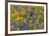 Springtime wildflowers, Dalles Mountain Ranch State Park, Washington State-Darrell Gulin-Framed Premium Photographic Print