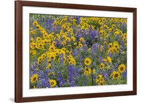 Springtime wildflowers, Dalles Mountain Ranch State Park, Washington State-Darrell Gulin-Framed Premium Photographic Print