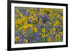 Springtime wildflowers, Dalles Mountain Ranch State Park, Washington State-Darrell Gulin-Framed Premium Photographic Print