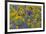 Springtime wildflowers, Dalles Mountain Ranch State Park, Washington State-Darrell Gulin-Framed Premium Photographic Print