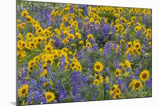 Springtime wildflowers, Dalles Mountain Ranch State Park, Washington State-Darrell Gulin-Mounted Premium Photographic Print