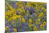 Springtime wildflowers, Dalles Mountain Ranch State Park, Washington State-Darrell Gulin-Mounted Premium Photographic Print