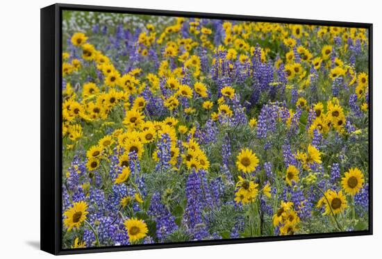 Springtime wildflowers, Dalles Mountain Ranch State Park, Washington State-Darrell Gulin-Framed Stretched Canvas