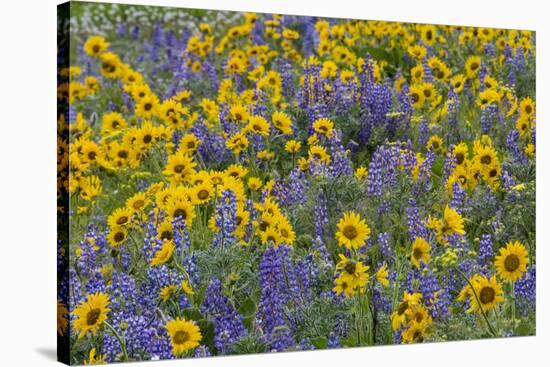 Springtime wildflowers, Dalles Mountain Ranch State Park, Washington State-Darrell Gulin-Stretched Canvas