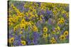 Springtime wildflowers, Dalles Mountain Ranch State Park, Washington State-Darrell Gulin-Stretched Canvas