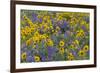 Springtime wildflowers, Dalles Mountain Ranch State Park, Washington State-Darrell Gulin-Framed Photographic Print