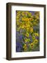 Springtime wildflowers, Dalles Mountain Ranch State Park, Washington State-Darrell Gulin-Framed Photographic Print