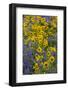 Springtime wildflowers, Dalles Mountain Ranch State Park, Washington State-Darrell Gulin-Framed Photographic Print