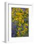 Springtime wildflowers, Dalles Mountain Ranch State Park, Washington State-Darrell Gulin-Framed Photographic Print