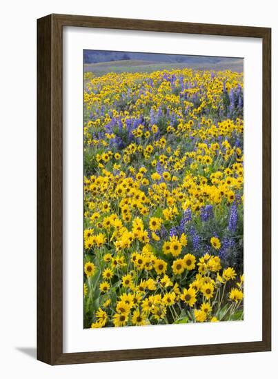 Springtime wildflowers, Dalles Mountain Ranch State Park, Washington State-Darrell Gulin-Framed Photographic Print