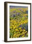 Springtime wildflowers, Dalles Mountain Ranch State Park, Washington State-Darrell Gulin-Framed Photographic Print